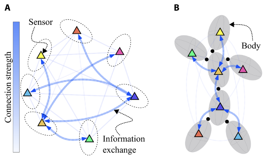 Thumbnail for Machine learning–driven self-discovery of the robot body morphology